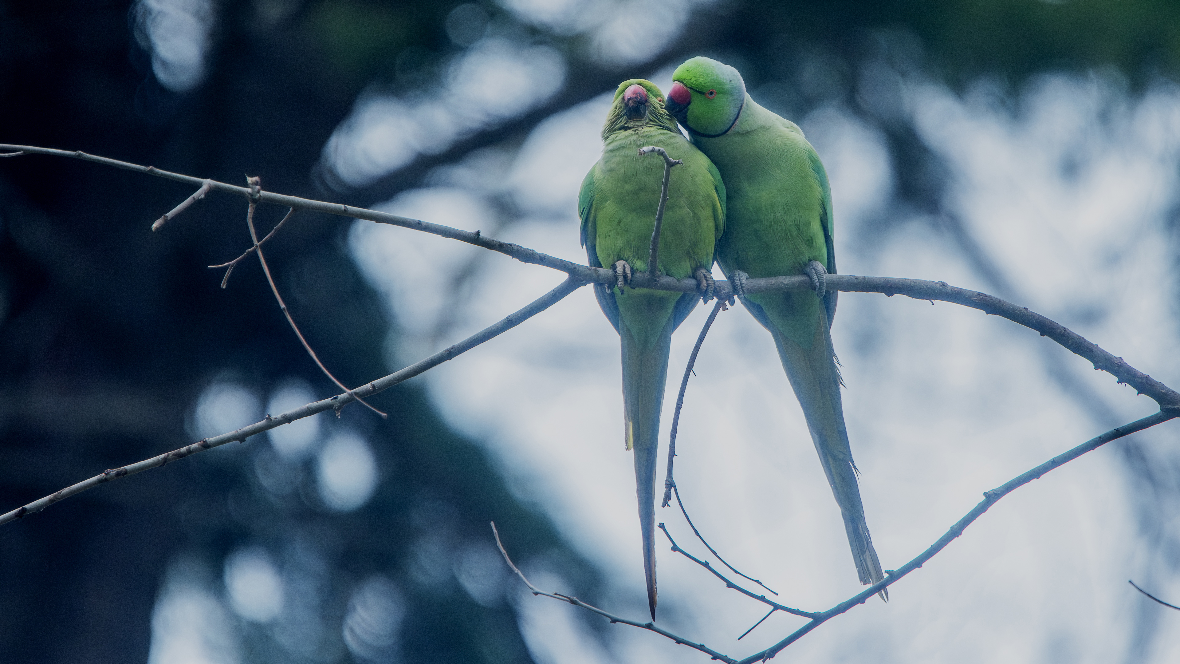 Rose-ringed Parakeet